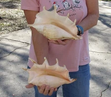 2 pc lot of 9 inch B-Grade Giant Spider Conch shells, seashell #50120