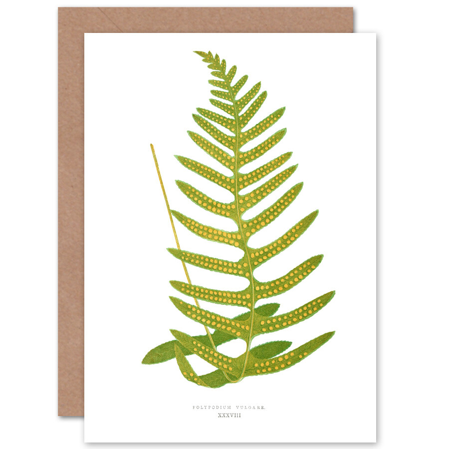 Fern Polypodium Vulgare Greetings Card With Envelope