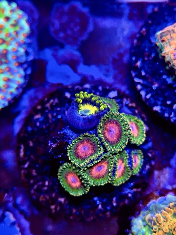 TNTcoral Awesome Blossom -WYSIWYG-Polyp Zoa Frag-Live Coral-LPS-SPS-ZOA