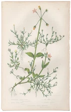 Antique 1860 Anne Pratt botanical print Flowering Plants 40 Pearl-wort