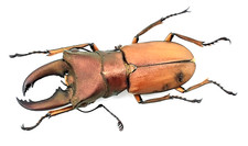 Lucanidae, Cyclommatus truncatus, A-, 43 mm, Sumatra, #LC71