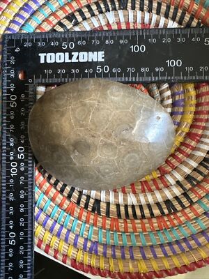 Polierter Korallenkopf Fossil Marokko Devon #5