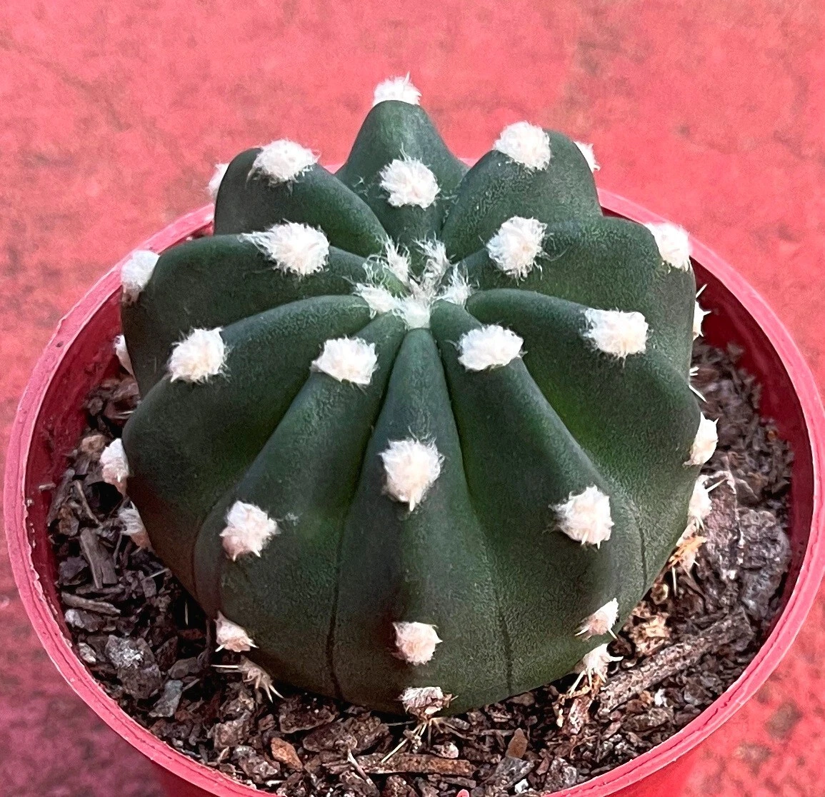 Picture 2 of 7