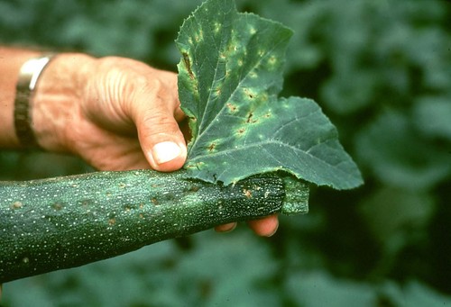 SYLLIT 65WP 45g FUNGIDAL CURLI SCABBE Blight LEAF FLECK - Bild 7 von 12