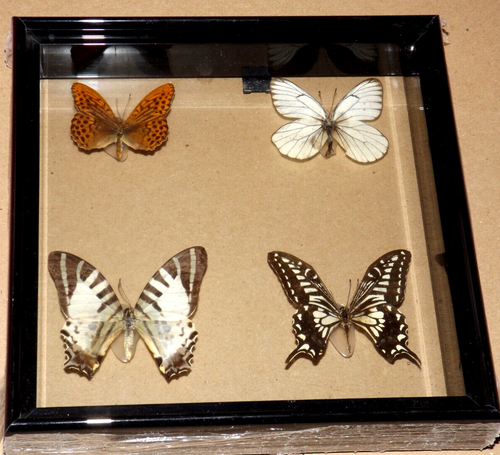 NUEVO REGALO EN CAJA EXHIBICIÓN TAXIDERMIA COLECCIÓN ENMARCADA 4 MARIPOSAS ESPECÍMENES REALES - Imagen 33 de 77