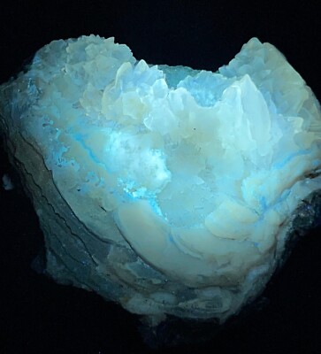 Awesome Fluorescent Fossil Clam with Calcite crystals - Fort Drum, FL