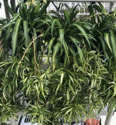 Hawaiian 4Spider Plants Babies, House Plant, Outside Porch/Patio, Baskets |  eBay