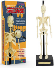 Anatomical Skeleton 30cm 16Piece Moving Limbs Science Toy Figure Funtime