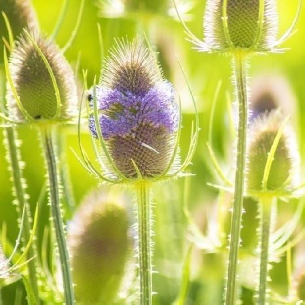 Semi del Teasel di Fuller - Dipsacus sativus