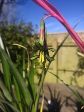 Bilbergia Nutan Queens Tears Garden Plant