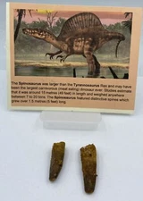 Spinosaurus Teeth LOT Dinosaur F0SSIL Before T Rex Cretaceous J69