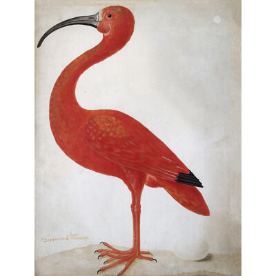 Merian Scharlachroter Ibis Vogel mit Eierhaut Gemälde riesiges Wandbild Poster Druck