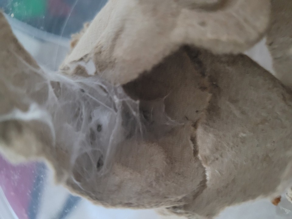 Bold Jumping Spider Egg Sac (Piddpius Audax, Just The Sac) eBay