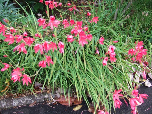 Kaffir Lilies Hesperantha coccinea- 12 medium plants - Pink - From my garden.