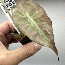 Alocasia Venom Pink Mint Variegated Very rare aroid plant 09AVM01