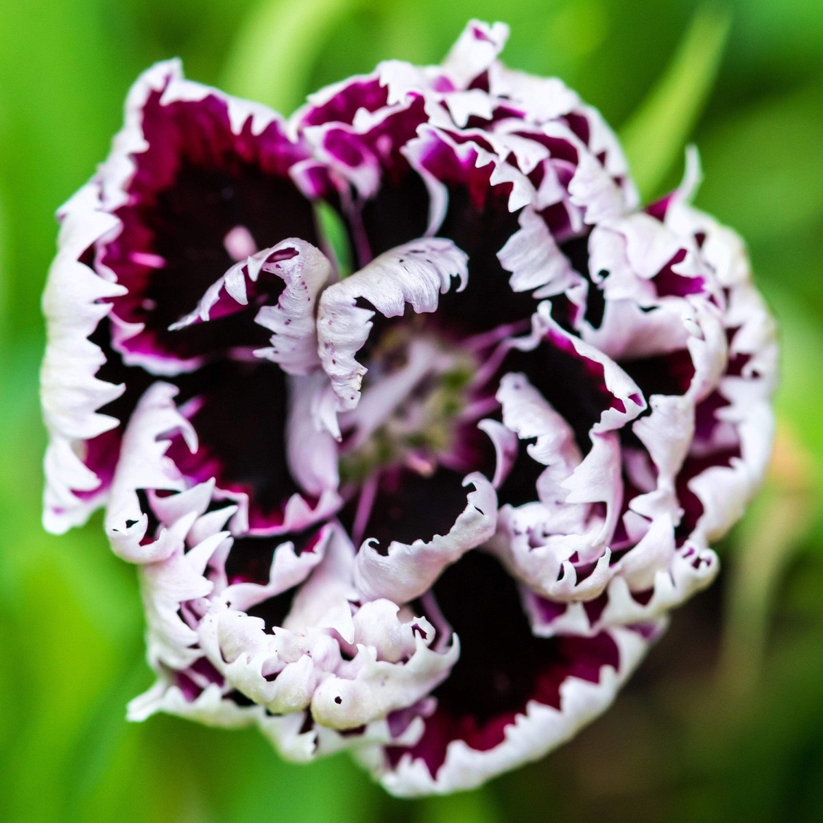 30 Black & White CHIANTI DIANTHUS Chinensis China Pink Flower 