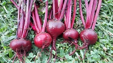 1200+ BULL'S BLOOD BEET SEEDS FRESH HARVEST FOR GARDENS