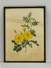 Vintage Print Rosa Eglanteria by Pierre-Joseph Redout�, Original Frame And Seal