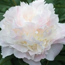 T&M Peony Shirley Temple Garden Hardy Perennial Herbaceous Plant 1