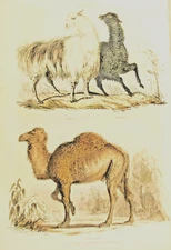1835 Hand Colored Engraving, Camel, Alpaca, LLama, Orr & Smith Publ