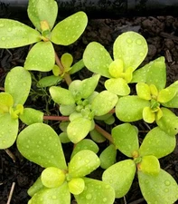 Golden Purslane Seeds, Verdolaga, Little Hogweed, NON-GMO, Heirloom, FREE SHIP