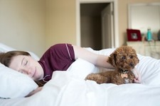 Pillowtex Hotel Firm Blue Tag Pillow - Customer Return Clearance