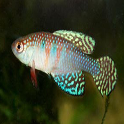 Killifish Eggs Live Killi Egg - Aquarium Fish 15 Eggs Simpsonichthys magnificus - Picture 2 of 2