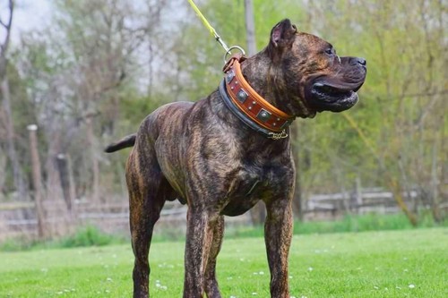 Bestia studded dog collar. 2.5 inch wide. Hand made in Europe. Top quality. XXL - Picture 11 of 11