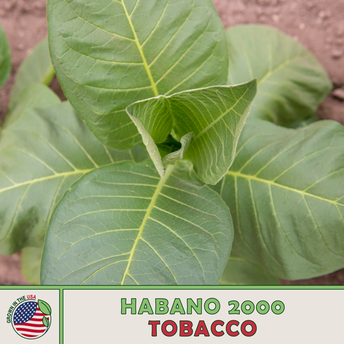 1000 Habano 2000 Tobacco Seeds, Heirloom, High Yielding Cigar Tobacco Seeds eBay