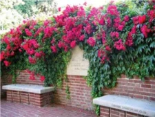 Red Climbing #48 Rose Bush 50 or 100 Seeds~Rare-Free Shipping-USA Seller