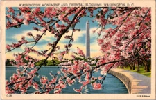 Vintage Postcard Washington Monument Blossoms Washington DC Springtime Beauty
