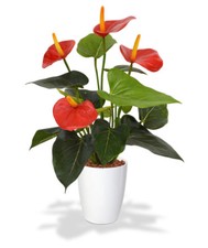 Red Anthurium Live Plant  FREE 1 Plant Food