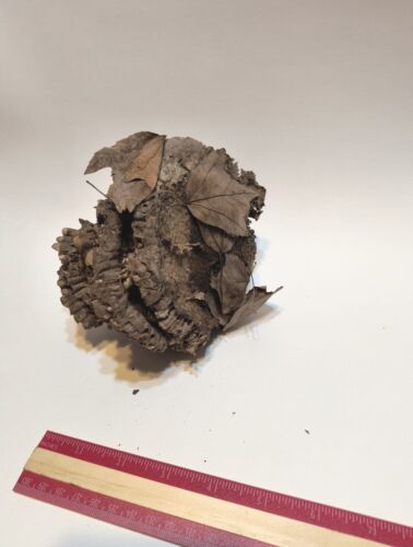 Paper Wasp Hornet Nest All Natural Dried 6"×4" 2023 Made Multi Tiered Science - Picture 3 of 6