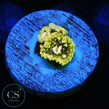 CS EXOSPHERE ZOA - WYSIWYG LIVE CORAL