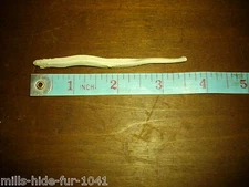 TAXIDERMY1 COYOTE BACULUM/SCIENCE/NATURE/NATIVE AMERICAN ART MOUNTAIN MAN CRAFT 