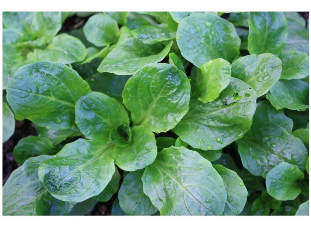 CORN SALAD LAMBS LETTUCE MACHE 8,000 FINEST SEEDS BULK