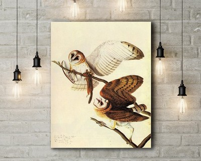 John James Audubon: Schleiereulen. Birds of America. Fine Art Leinwand