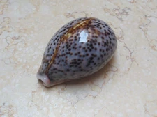 F cypraea pantherina F ++++ GEM red sea shell light blue collour glossy 82.5 mm