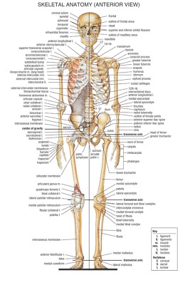 Skeletal Anatomy (Anterior View) POSTER 24 X 36 INCH | eBay