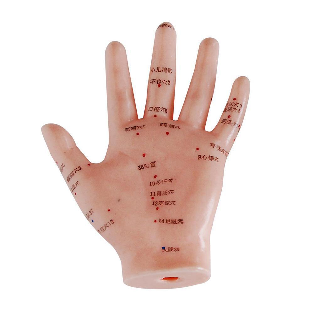66fit™ Hand Acupuncture Model - 13cm - Pressure Point and Meridians
