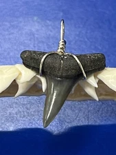 SHARK TOOTH PENDANT Fossilized 1 Inch Upper LEMON Shark Tooth 