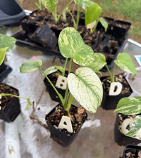 Monstera Deliciosa 'Mint Variegated' High Color Variegation Plant 2.8in Rooted