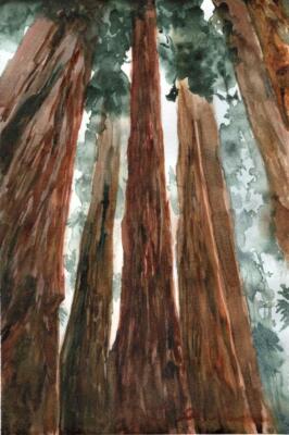 Redwood Forest :  SIGNED LE Art Print :  Sandra Watercolors  California