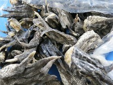 WHOLESALE LOT OF 12 2"-3" FLORIDA GATOR ALLIGATOR FEET REAL CLAWS craft jewelry