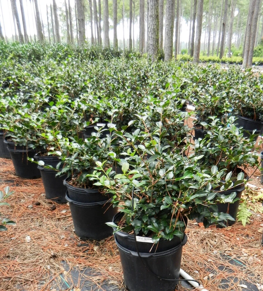 Camelias Shi Shi de 3 galones Foto 2 de 4