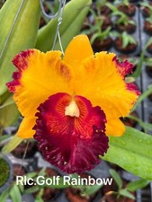 Rare Cattleya / Rlc. Golf Rainbow orchid plant  FS