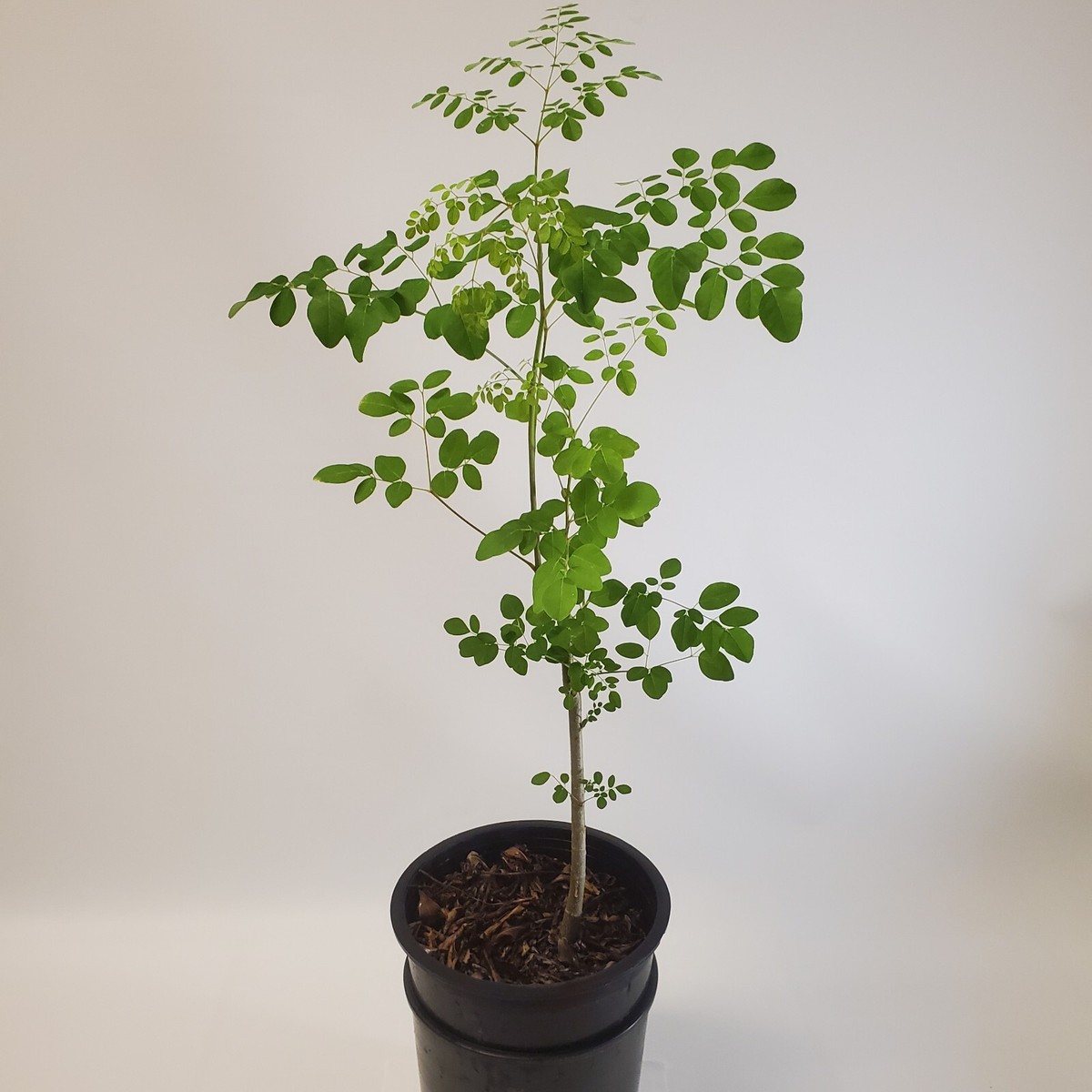 2-3ft Grown Moringa Oleifera Potted Tree 6 Months Old Nutritious