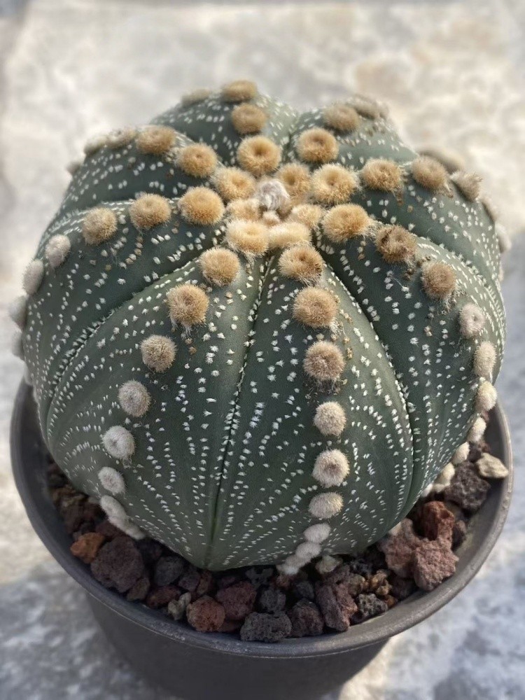 Astrophytum asterias
