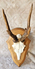 Taxidermy Deer Skull On Shield Ref N° 2 Curiosities Cabinet
