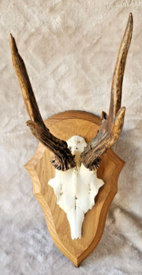 Bouclier Trophée ECUSSON EN FONTE? Avec Trophée De Chevreuil. Bouclier. Massacre. 22.5 X écusson Frêne 20x11 Cm